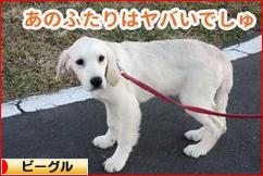 にほんブログ村 犬ブログ ビーグルへ