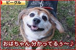 にほんブログ村 犬ブログ ビーグルへ