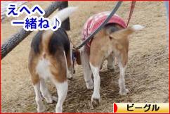 にほんブログ村 犬ブログ ビーグルへ