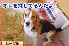 にほんブログ村 犬ブログ ビーグルへ