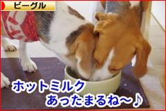 にほんブログ村 犬ブログ ビーグルへ