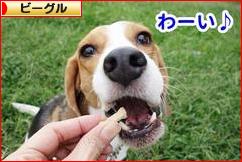 にほんブログ村 犬ブログ ビーグルへ