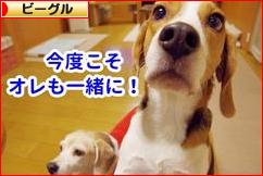 にほんブログ村 犬ブログ ビーグルへ