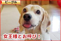 にほんブログ村 犬ブログ ビーグルへ