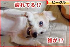 にほんブログ村 犬ブログ ビーグルへ