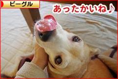 にほんブログ村 犬ブログ ビーグルへ