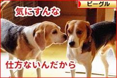 にほんブログ村 犬ブログ ビーグルへ