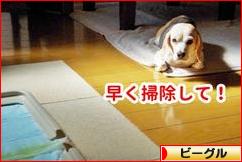 にほんブログ村 犬ブログ ビーグルへ