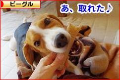 にほんブログ村 犬ブログ ビーグルへ