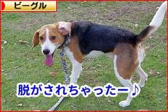 にほんブログ村 犬ブログ ビーグルへ