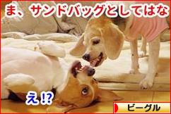 にほんブログ村 犬ブログ ビーグルへ