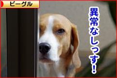 にほんブログ村 犬ブログ ビーグルへ