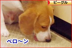 にほんブログ村 犬ブログ ビーグルへ