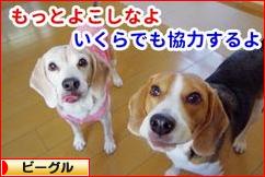 にほんブログ村 犬ブログ ビーグルへ