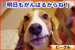 にほんブログ村 犬ブログ ビーグルへ