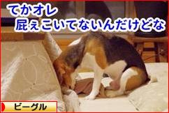 にほんブログ村 犬ブログ ビーグルへ