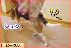 にほんブログ村 犬ブログ ビーグルへ