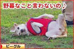 にほんブログ村 犬ブログ ビーグルへ