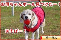 にほんブログ村 犬ブログ ビーグルへ