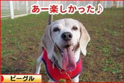 にほんブログ村 犬ブログ ビーグルへ