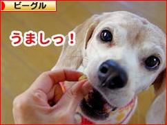 にほんブログ村 犬ブログ ビーグルへ