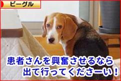 にほんブログ村 犬ブログ ビーグルへ