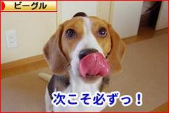 にほんブログ村 犬ブログ ビーグルへ