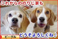 にほんブログ村 犬ブログ ビーグルへ