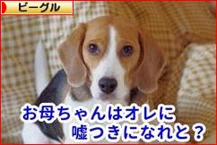 にほんブログ村 犬ブログ ビーグルへ