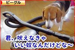 にほんブログ村 犬ブログ ビーグルへ