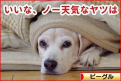 にほんブログ村 犬ブログ ビーグルへ