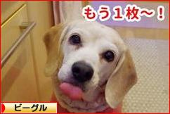 にほんブログ村 犬ブログ ビーグルへ