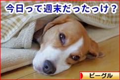 にほんブログ村 犬ブログ ビーグルへ