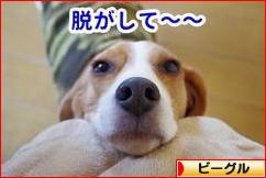 にほんブログ村 犬ブログ ビーグルへ