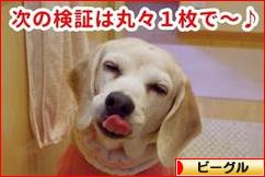 にほんブログ村 犬ブログ ビーグルへ