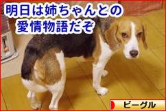 にほんブログ村 犬ブログ ビーグルへ