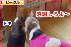 にほんブログ村 犬ブログ ビーグルへ