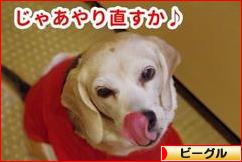 にほんブログ村 犬ブログ ビーグルへ