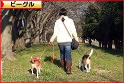 にほんブログ村 犬ブログ ビーグルへ