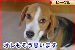 にほんブログ村 犬ブログ ビーグルへ