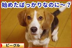 にほんブログ村 犬ブログ ビーグルへ