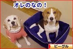 にほんブログ村 犬ブログ ビーグルへ