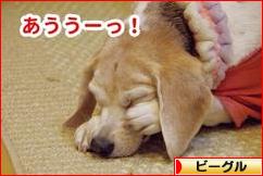 にほんブログ村 犬ブログ ビーグルへ