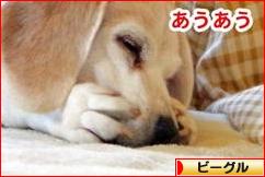 にほんブログ村 犬ブログ ビーグルへ