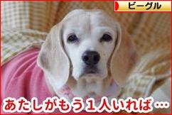 にほんブログ村 犬ブログ ビーグルへ