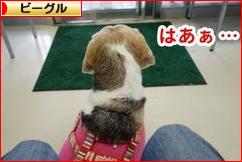 にほんブログ村 犬ブログ ビーグルへ