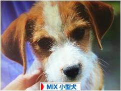 にほんブログ村 犬ブログ MIX小型犬へ