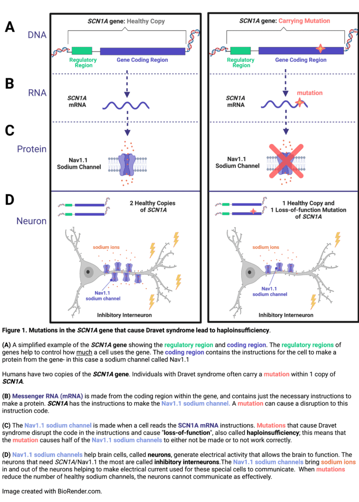 Mutations in SCN1A gene that cause Dravet haploinsufficiency