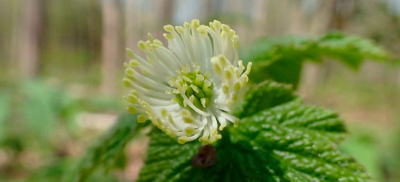 Goldenseal benefits