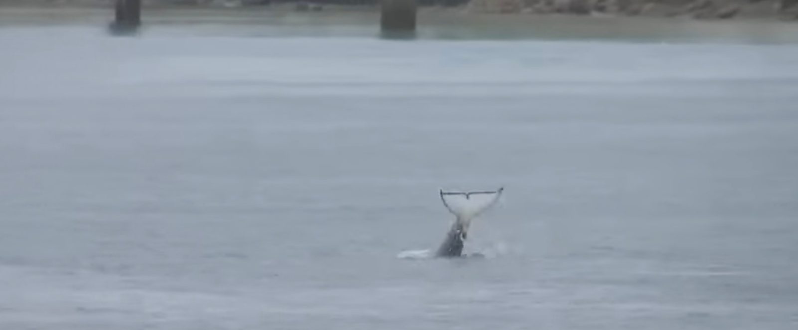 Drone killer whale